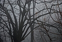 Nebbia 15_01_2011 - Monte dei Cappuccini_18
